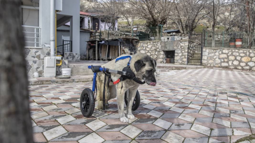 'Gümüş' hayata adım attı 6